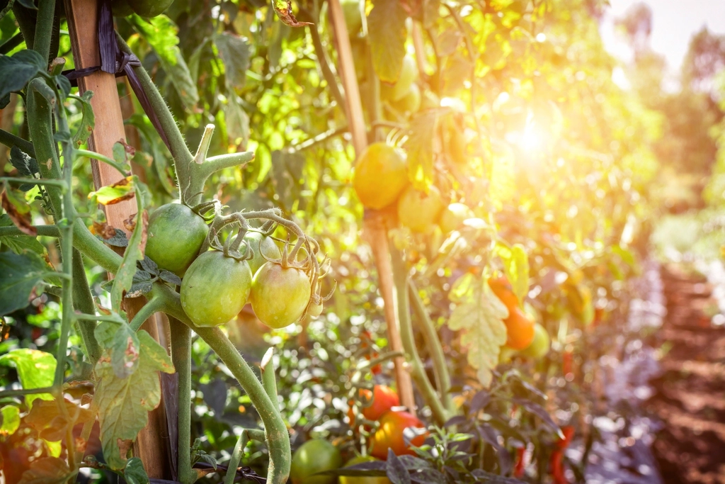 Closeup tomatoes growing plant