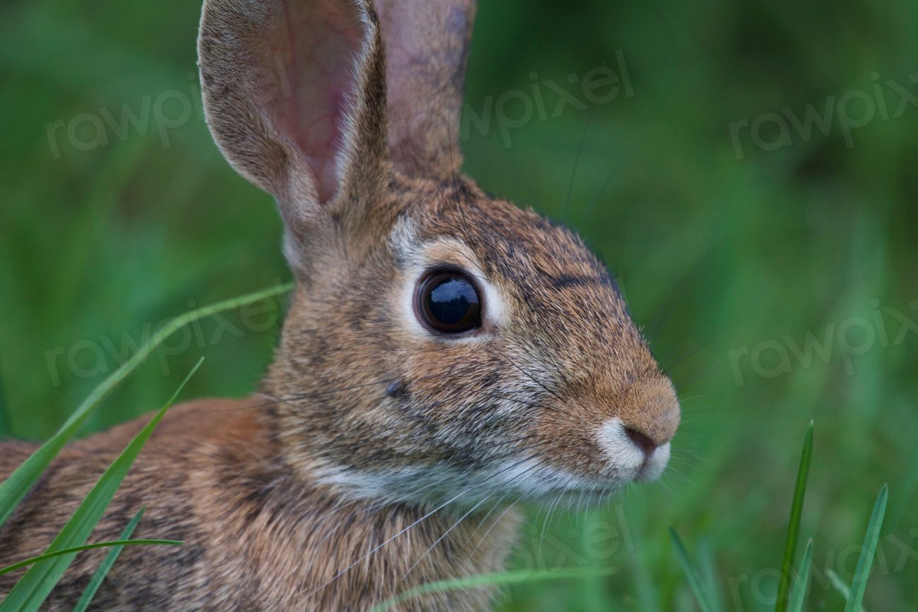 Eastern Cottontail Rabbit