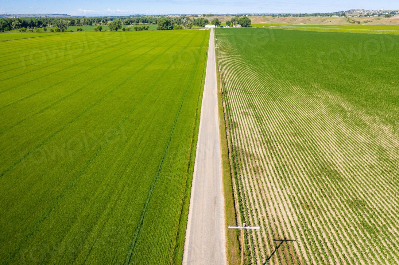 Sugar beets, malt barley and