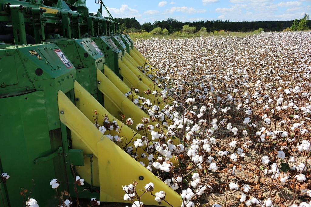 Cotton field, agricultural land