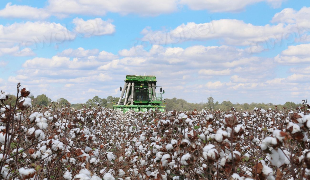 Cotton picker harvesting