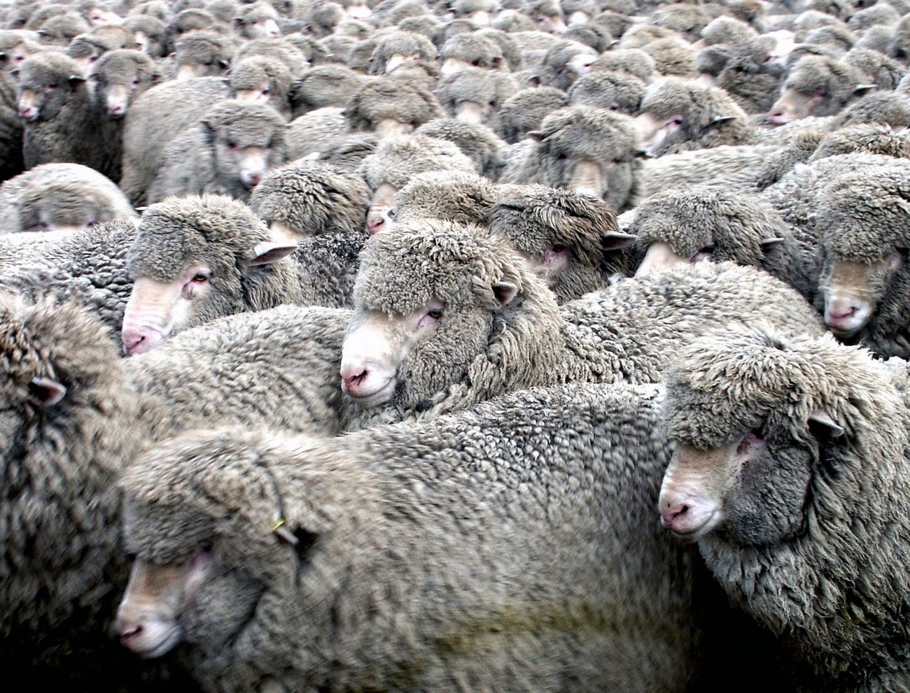 Merino ewes. When Australian sheep