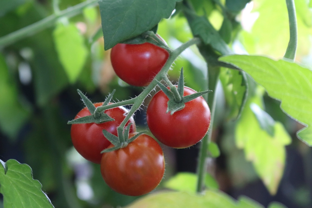 Closeup cherry tomatoes growing plant