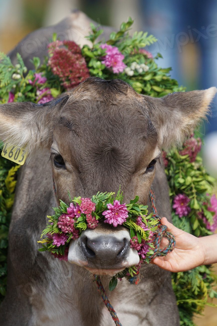 Cattle show