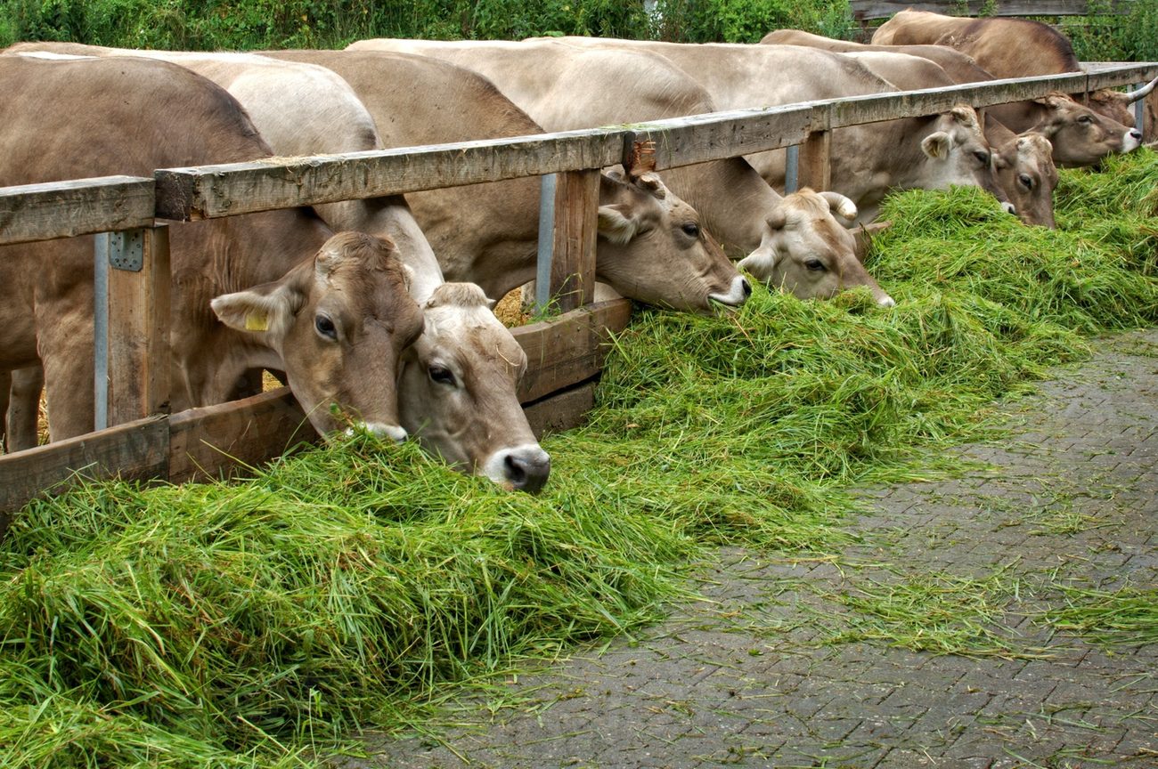 Cattle feeding grass, livestock animal