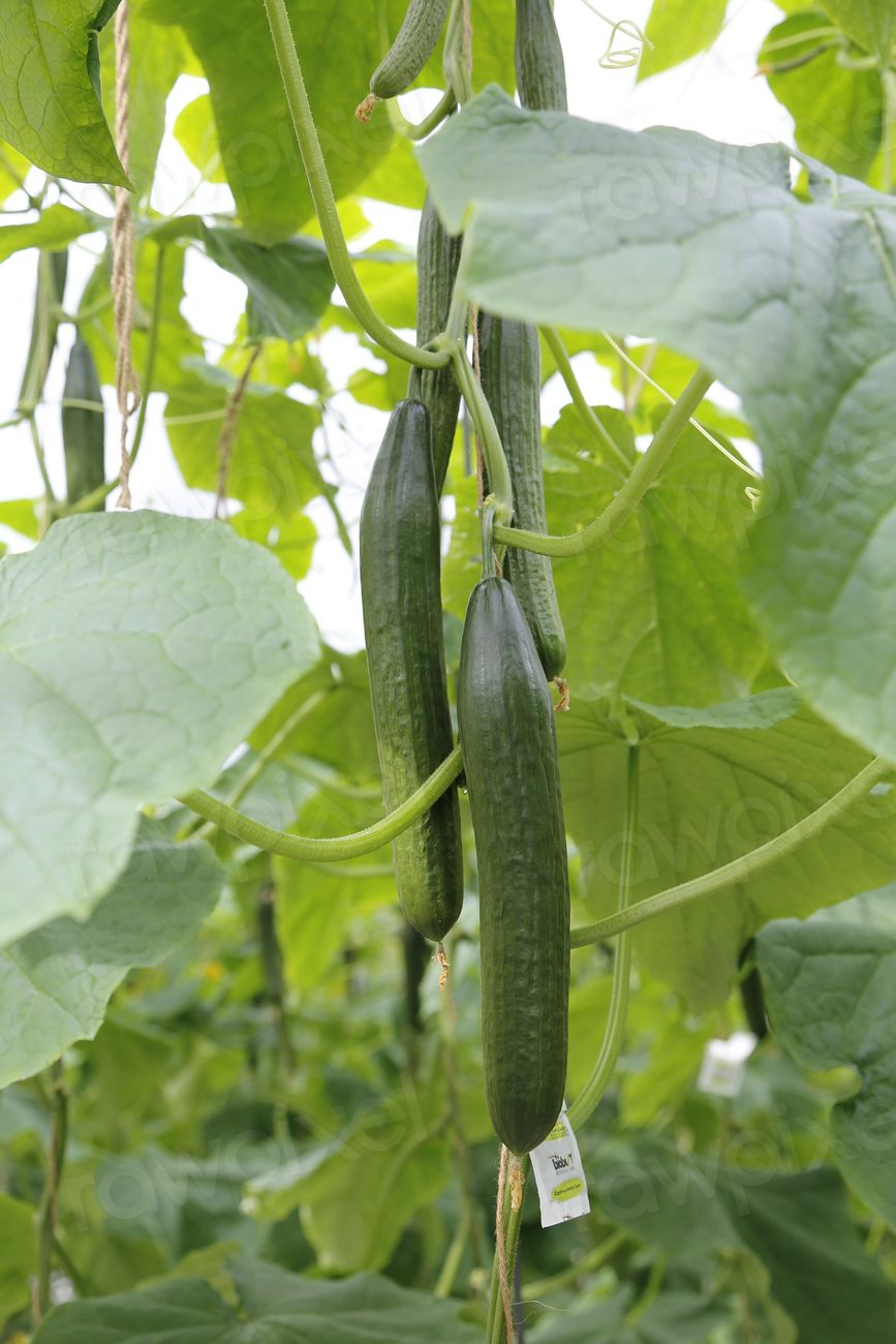 Agricultural vegetable garden