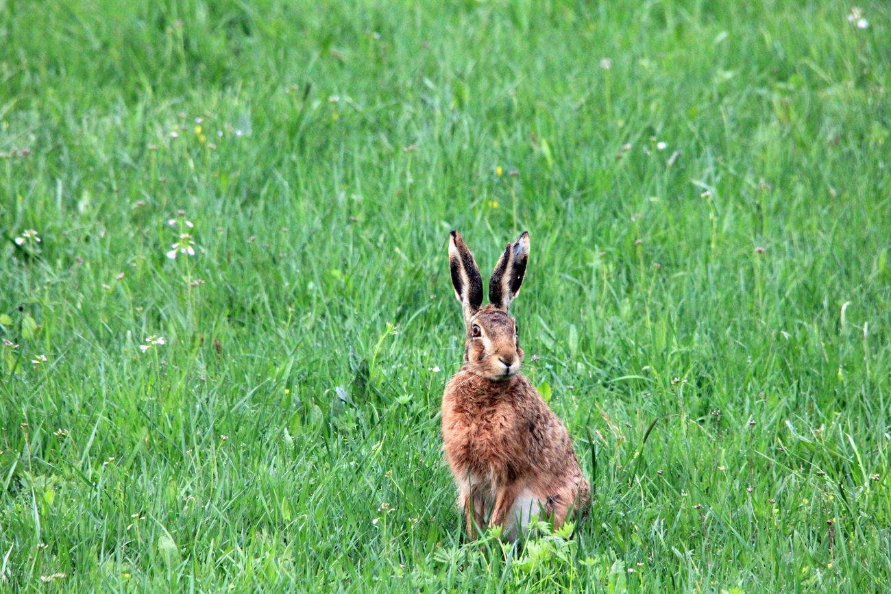 Cute rabbit field